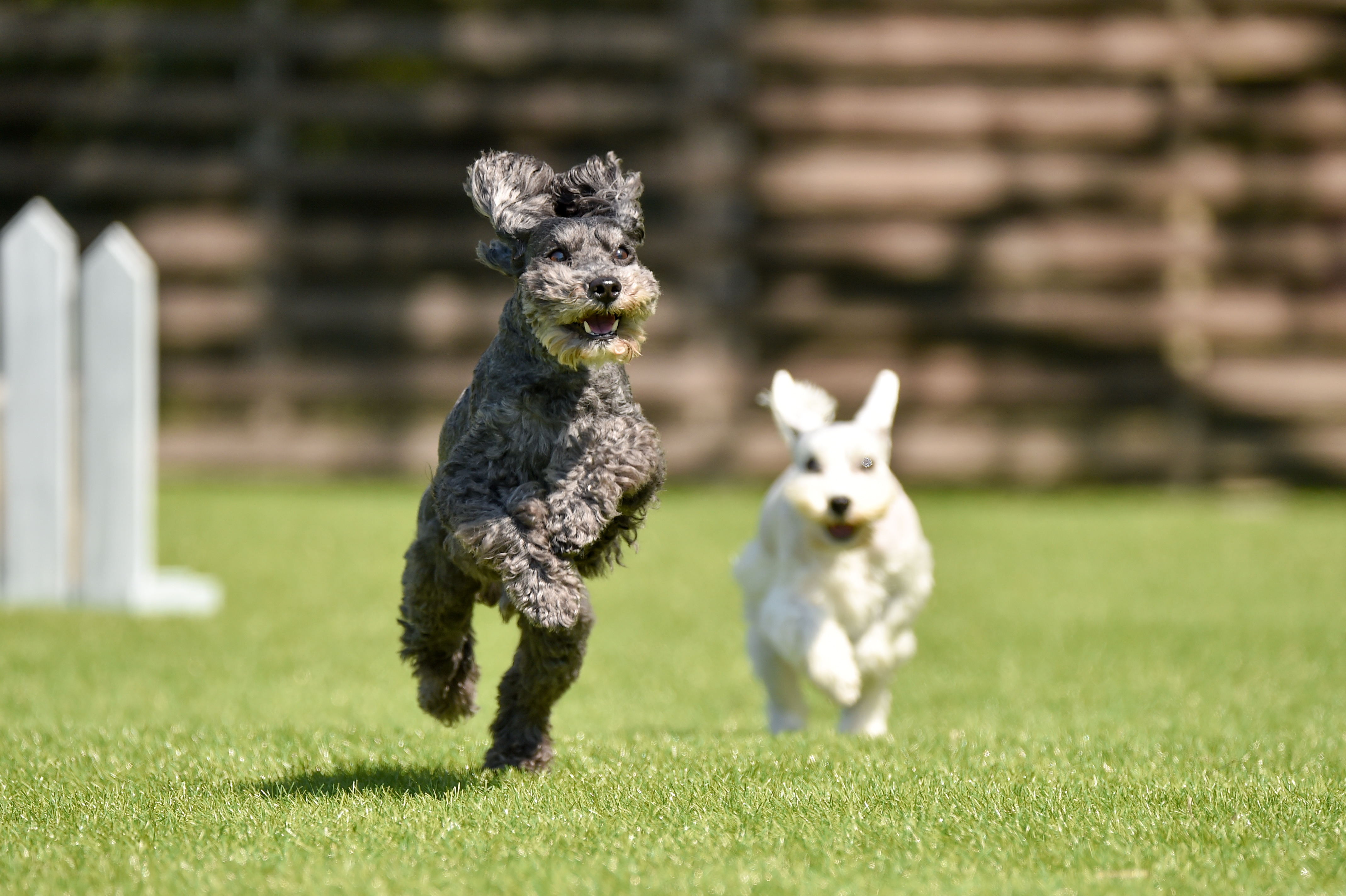 犬舎で過ごすミニチュアシュナウザー