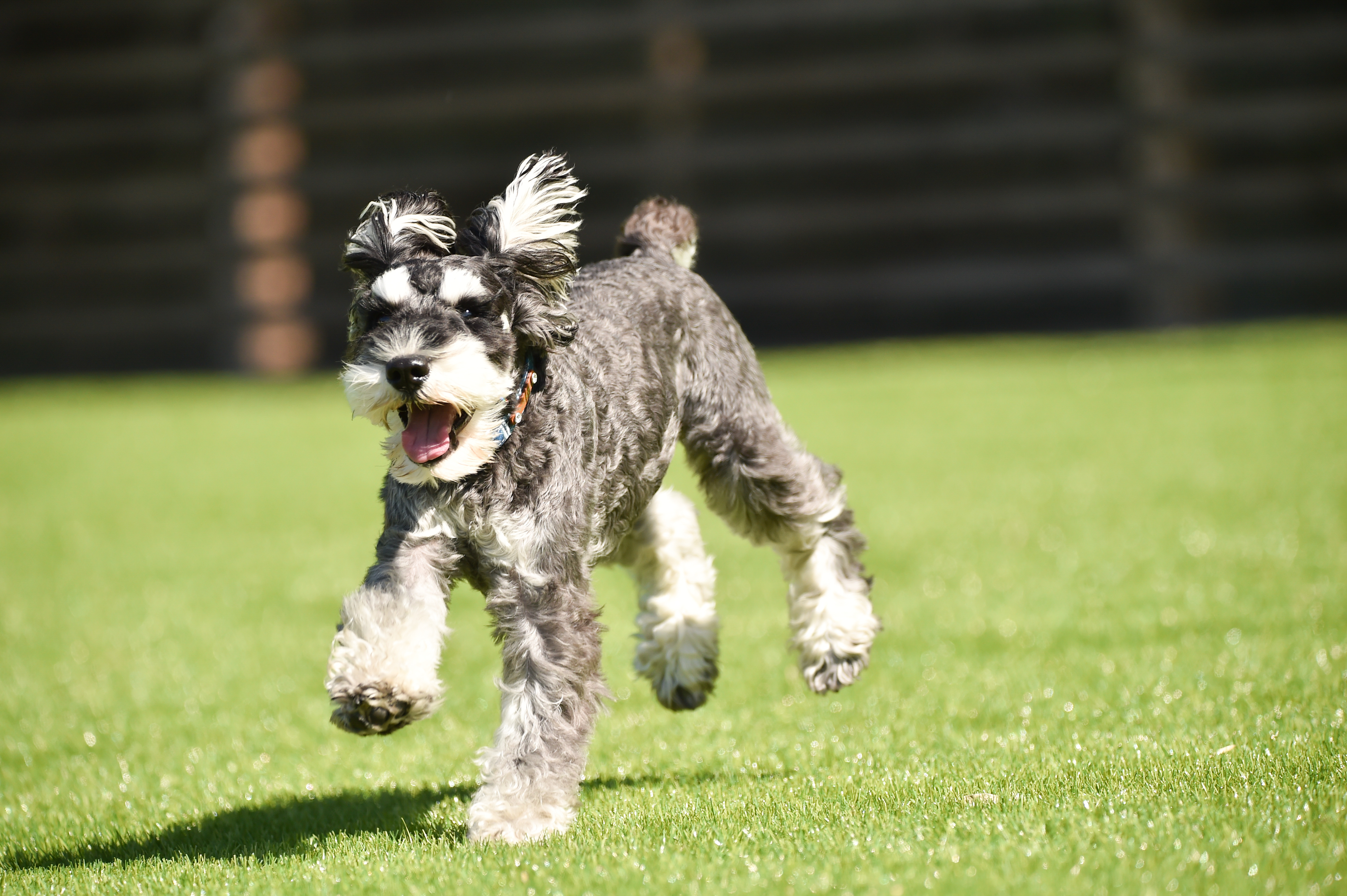 犬舎で過ごすミニチュアシュナウザー