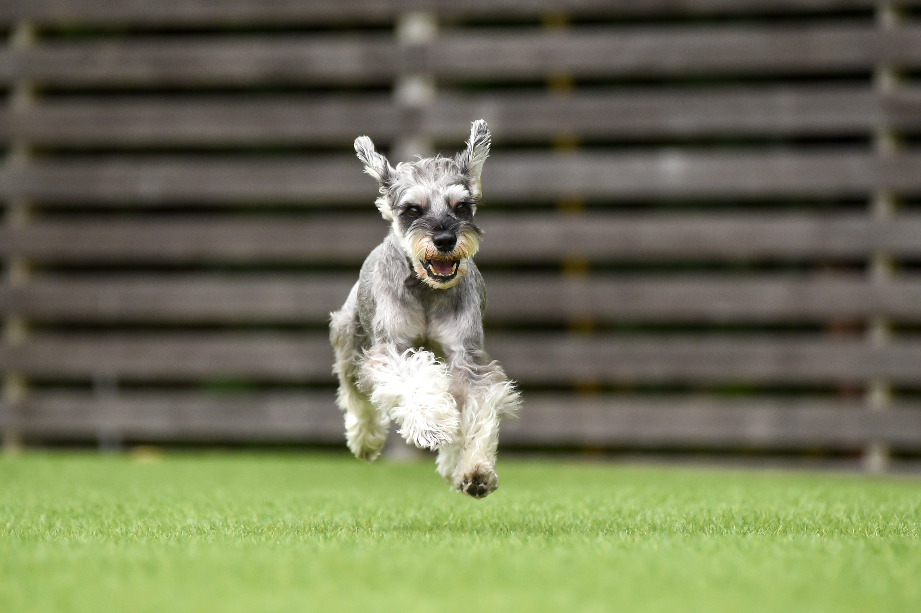 犬舎で過ごすミニチュアシュナウザー