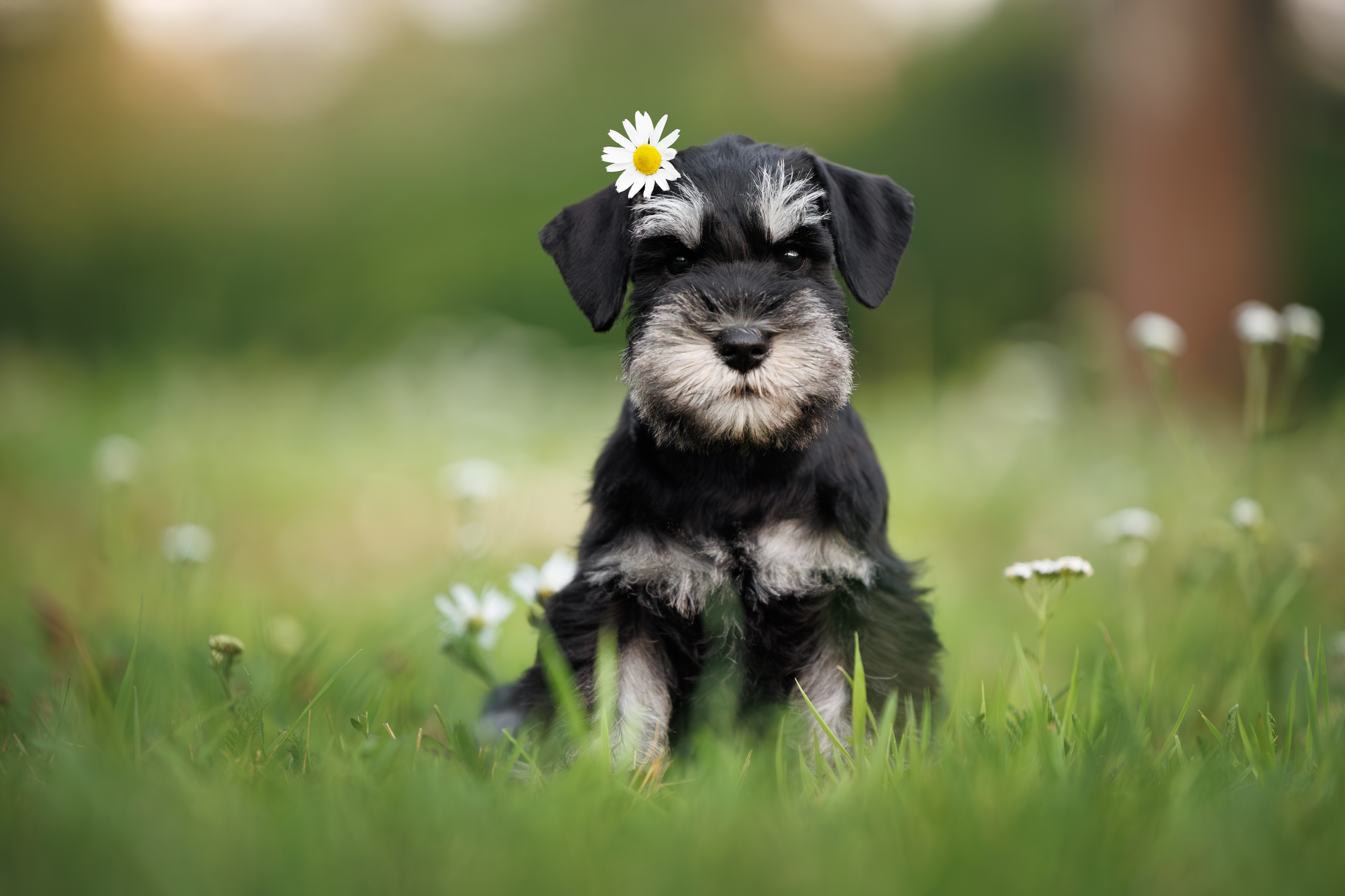 ミニチュアシュナウザーの子犬