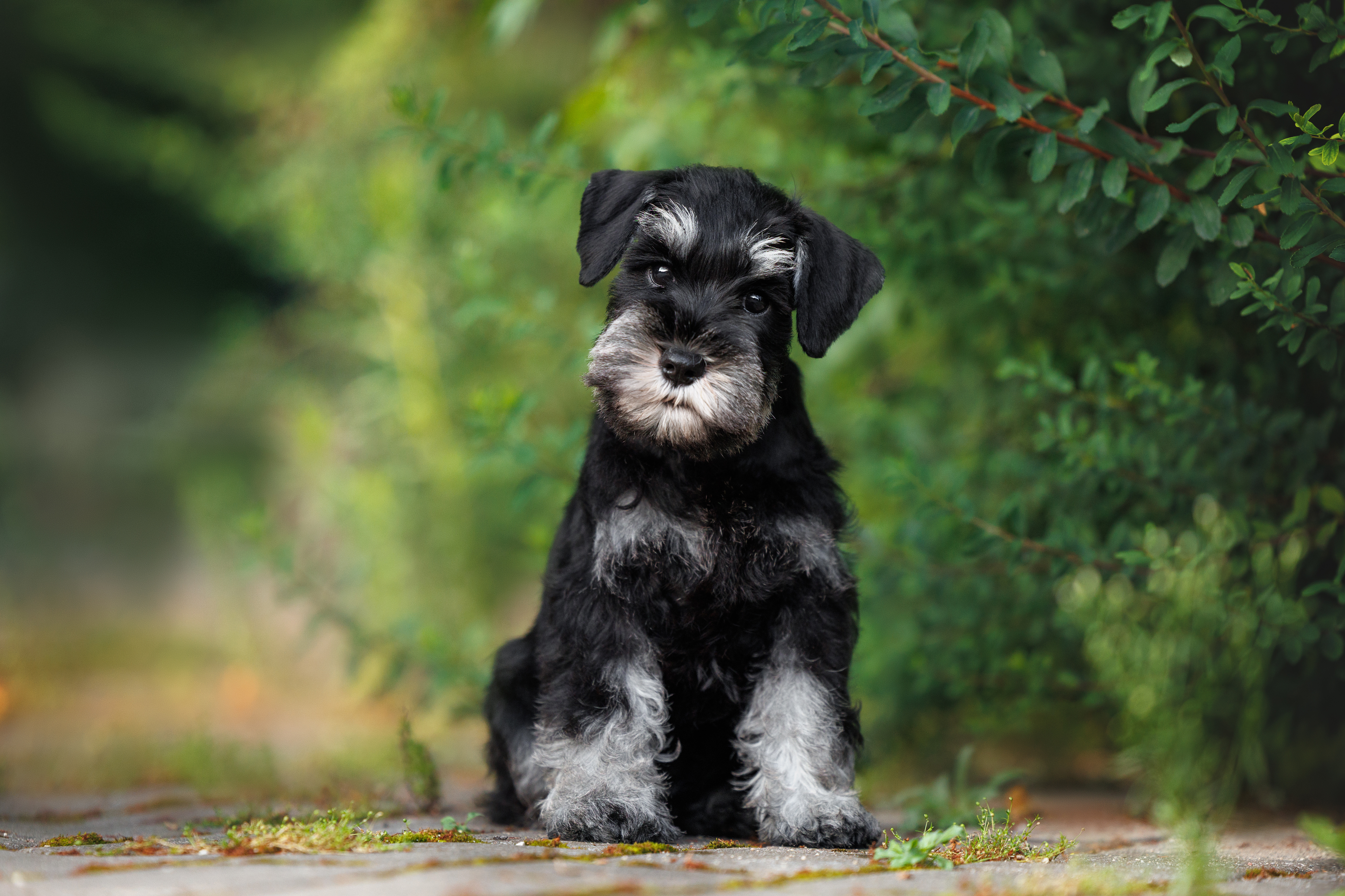 ミニチュアシュナウザーの子犬